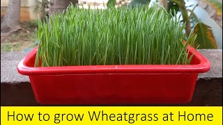 How to Grow Wheatgrass at Home from seeds in 7 days / Growing Wheatgrass in Home / Terrace Gardening