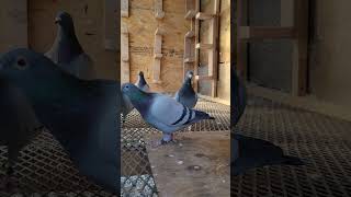 Males homer pigeon | Racing Pigeon | Homer | Kabutar