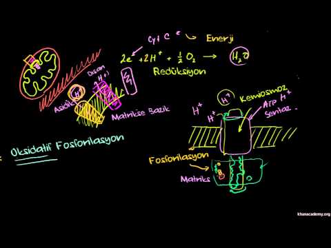 Video: Oksidatif fosforilasyon nedir ve nerede oluşur?