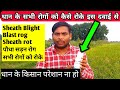 धान के सभी रोगों को कैसे रोके || sheath blight | blast rog | paddy diseases control | dhan ki kheti