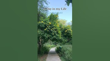 A Day in my Life - Phd Scholar JNU #adayinmylife #jnu #jnucampus #phd #phdlife #food #trending