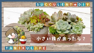 【多肉植物】みっちみちに植えてやったぜー!【succulent】