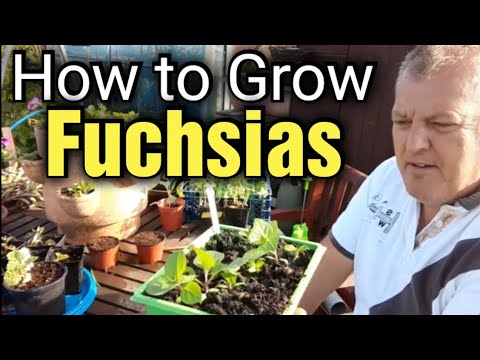 Video: Hvordan Dyrke Fuchsia Fra Frø