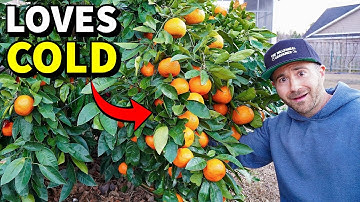 4 Astonishing CITRUS TREES That THRIVE In Cold Climates!