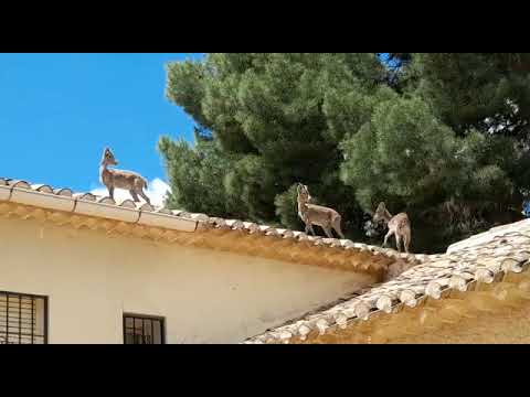 Cabras Montesas en los tejados de Hellín