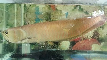 cá rồng ngân long khổng lồ có chiều dài hơn 1 mét