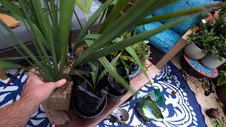 Unboxing Special Cold Hardy Palms