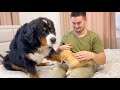My Funny Bernese Mountain Dog is Jealous of Me for Cute Puppy