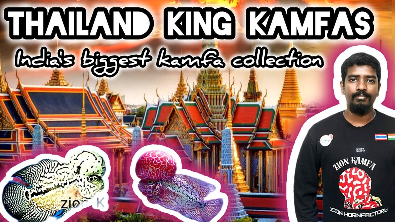 King kamfa Store in Bengaluru | Zion kamfas | Thailand imported kamfas | Thailand kamfas |