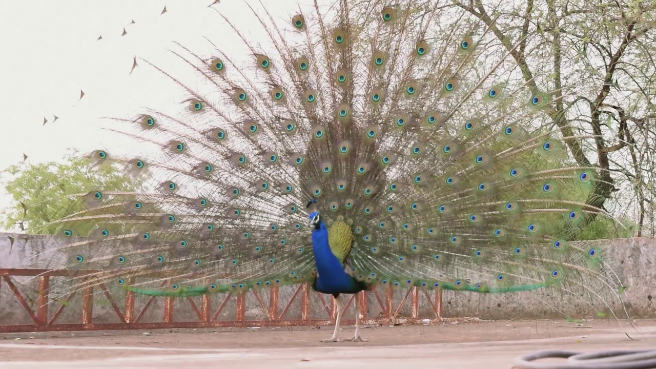 The Dirty Secret of Peacocks YouTube