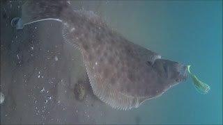 Flounder/Fluke Reacting to Gulp Underwater!