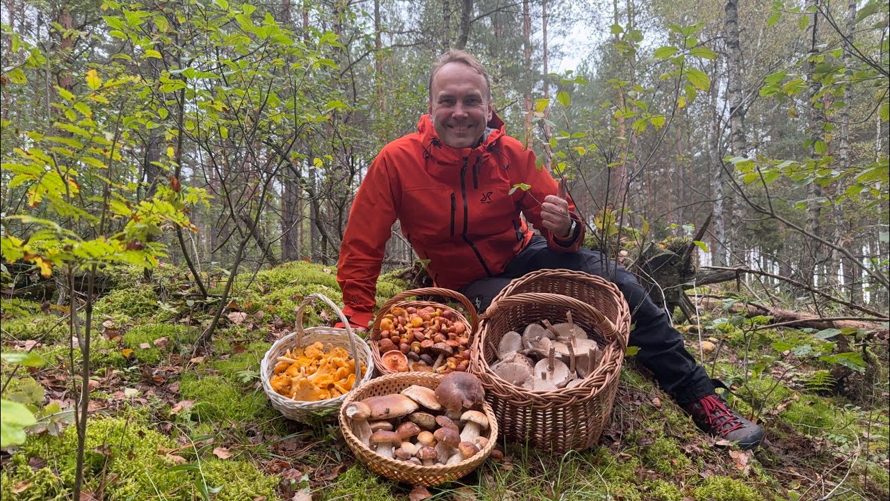 Отличный сбор грибов в Подляском воеводстве. Белые грибы и множество других видов грибов в корзин...