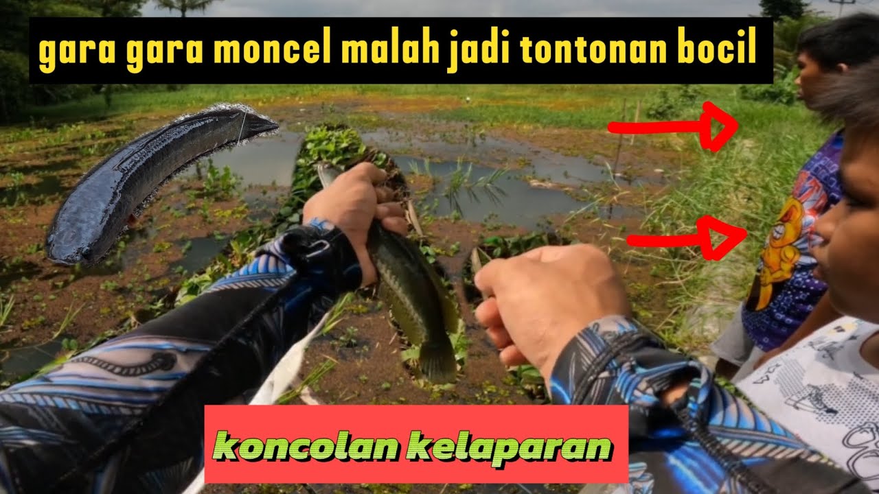 CASTING GABUS Berburu Kocolan di SUKARATU GALUNGGUNG || banyak sambaran sampe PUSING