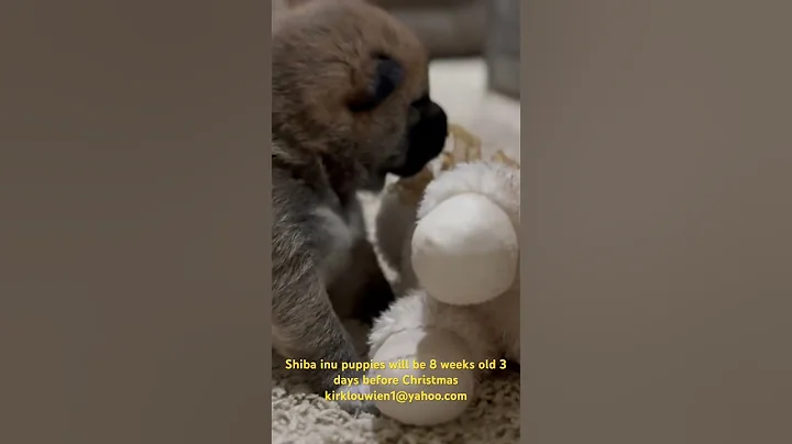 Shiba pups will be ready to go home 3 days before Christmas kirklouwien1@yahoo.com #shibapup #shiba