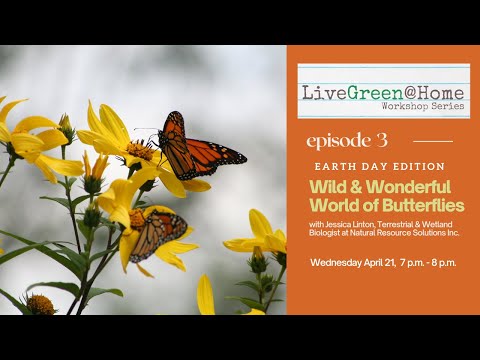 Video: Are Black Swallowtail Butterflies Beneficial - Lær om gulrøtter og Black Swallowtail Caterpillars