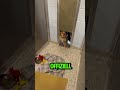 Dieser Hund war überglücklich in sein neues Zuhause zu kommen❤ #shorts