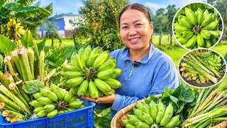 Collecting Fresh Vegetables, Fruits & Local Produce from My Hometown 🍌 | Cambodian Countryside Food 