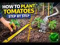 Tomato Planting Masterclass | Perfect Spacing & Support Setup