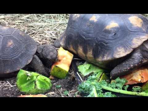 Baby Red Footed Tortoise For Sale Red Foot Tortoise Hatchlings For