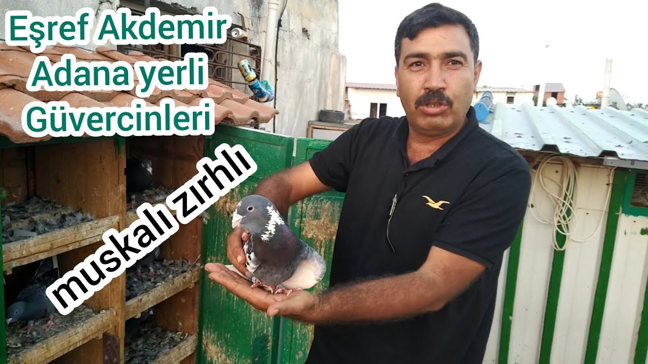 ADANA YERLİ GÜVERCİN 
