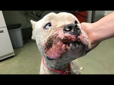 Видео: Софи Гаманд Короны Микки «Пит-Булл», Собака, приговоренная к пожизненному заключению