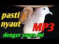 Suara Pancingan Perkutut Malas Bunyi Mp3 - Mp4 Download