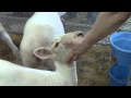 Goat and Girl Share A Tender Moment