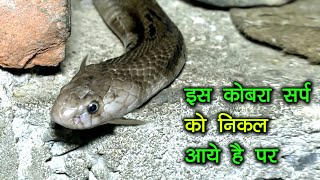 इस जहरीले कोबरा सांप के "पर" निकले हुए थे, अजीब तरह से। Venomous Cobra Snake Rescue in Nanhu Nagar।