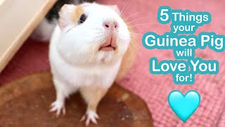 5 Things Your Guinea Pigs Will Love You For