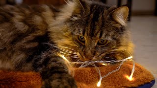 Roy's and Moss' reaction to their Christmas Presents | Norwegian Forest Cats by Roy and Moss 1,302 views 4 months ago 2 minutes, 35 seconds