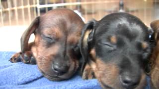 :  (6 ).,,.  .Dachshund Puppies