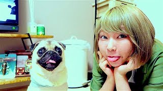 史上初！犬のルームツアー始まります (大喧嘩)