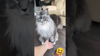 kucing menggemaskan dengan para babu nya 🤭#cat #pet #kucinglucu #short