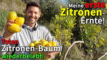 Kann man Zitronen von Zitronenbaum essen?