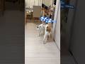 ご飯の容器を振るだけで秒で来るチロさん！ #shorts