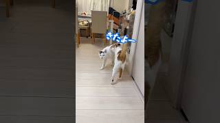 ご飯の容器を振るだけで秒で来るチロさん！ #shorts