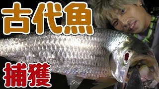 幻の古代魚ターポン捕獲せよ　3話 【一億年前】