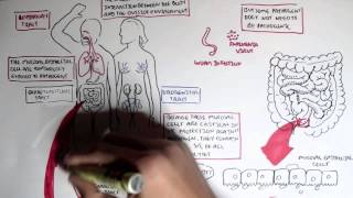 Mucosal Immunity Overview