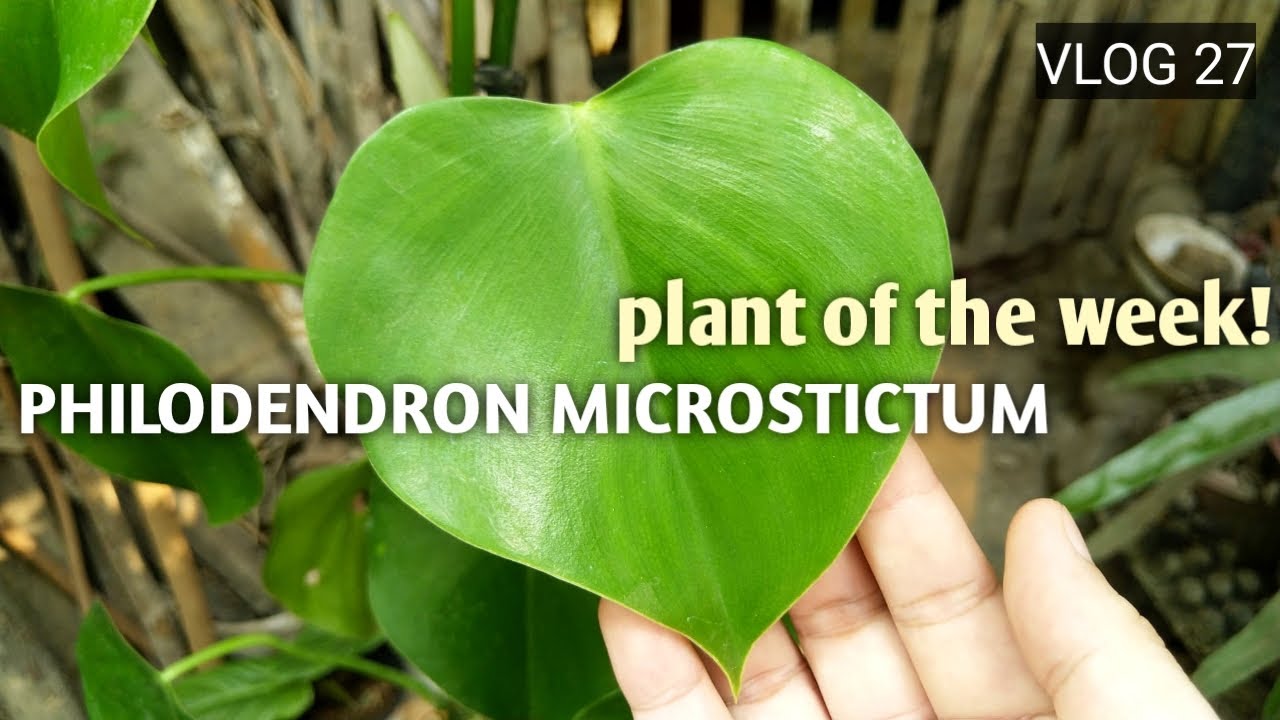 philodendron bipennifolium violin Philodendron bipennifolium aurea 'Golden Violin' – Sprouts of Bristol
