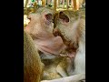 #Cutes Babies Monkey, And Daisy's baby# 99