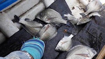 Mồi bột câu cá tráp cách câu cũng rất kỳ công nhưng cho ta tự tin khi cầm cần đi câu