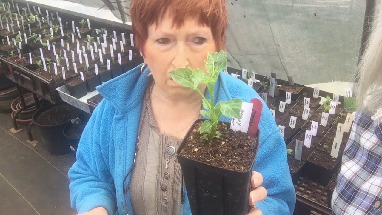 Dahlias start your engines. Getting dormant tubers to grow this spring. - YouTube