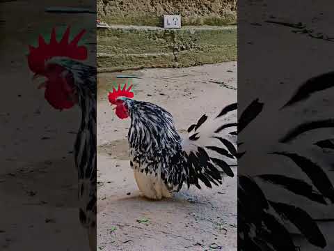 Japanese bantam rooster