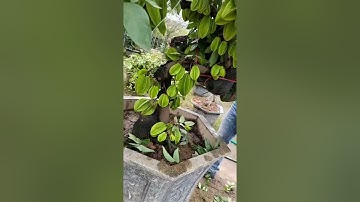 (3) Cách ép khế ra quả đồng loạt tết. Bonsai Khế Sai Quả Chơi Tết