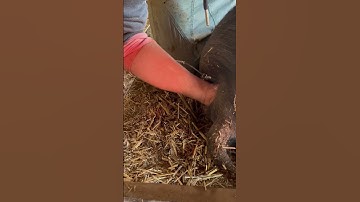 A stuck piglet!!🫣Can we get it out? Is it alive? #farming #farrowing #pig