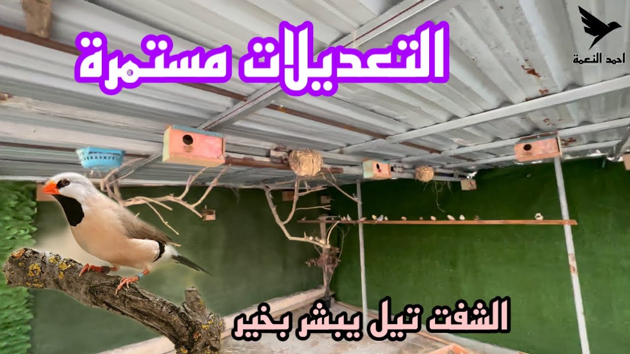 الفينشات الفردية والكناري بنوا اعشاش / تعديلات على المحمية / وين وصلنا بغرفة الطيور الجماعية