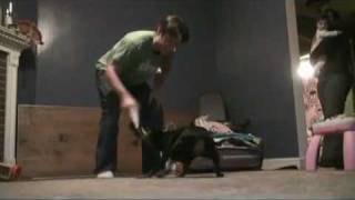 Vicious Skunk Attack.mp4