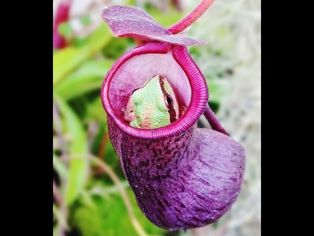 食虫植物 ウツボカズラとサラセニアで休むカエル - YouTube
