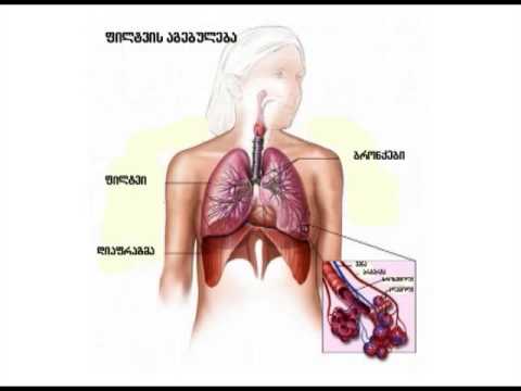 სასუნთქი სისტემა.  I ნაწილი