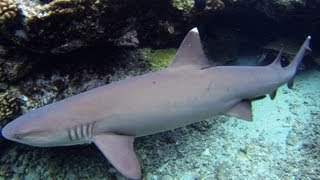 Hawaiian White Tip Reef Sharks (snorkeling)